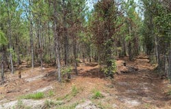 0 (lot 4) Corbitt Road, Manor, GA 31550