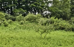 Lot 45 Lake Russell Road, Newfoundland, PA 18445