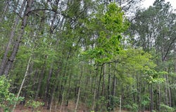 02 Mallard Road, Summerville, SC 29483
