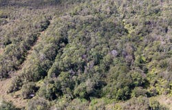 GLENWOOD RD, Volcano, HI 96785