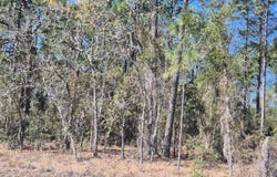 NE 137TH Avenue, WILLISTON, FL 32696
