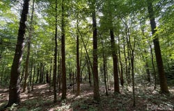 Haverhill Court lot: 20, Flat Rock, NC 28731