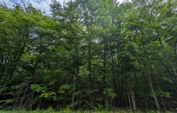 Parcel "B" W Smith Lake, Manistique, MI 49854