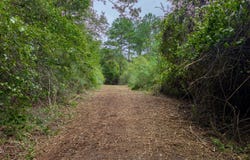 40+/- Acres Stephenson Rd, Coffee Springs, AL 36318