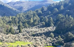 Mill Creek, Battle Mountain, NV 89820