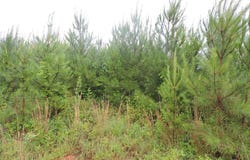 0 Montezuma Road, Greenville, AL 36037