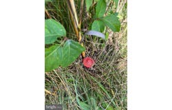 Lot 7 E GRACEVILLE ROAD, BREEZEWOOD, PA 15533