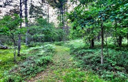 2498 W Five Mile Road, Grayling, MI 49738