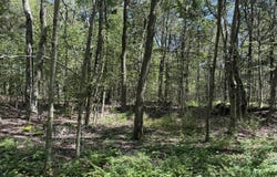 20 Wildbrooke Drive, Newfoundland, PA 18445