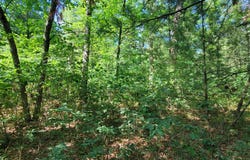 0 Chicago Avenue, Idlewild, MI 49642