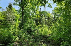 80 W TROPHY LN, HESSEL, MI 49745