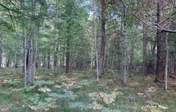 ON DEERWOOD CIR, Minocqua, WI 54548