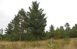 Tbd Darsnek Road, Emily, MN 56447