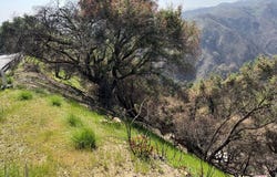 1785 Alta Mura Rd Rd, Pacific Palisades, CA 90272