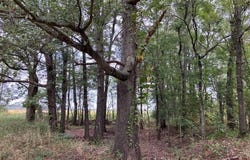 Cox Rd., Biggers, AR 72413
