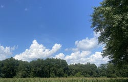 Muller Drive, Manning, SC 29102