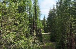 1100 Alpine Valley Road, Trego, MT 59934