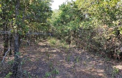 Tbd County Road 125 Road, Ranger, TX 76470
