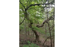 6360 State Road B, Hillsboro, MO 63050