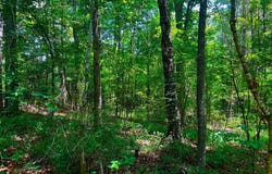 F E Sellers Highway, Monticello, MS 39654