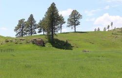 11246 Custer Limestone Road, Custer, SD 57730-0000