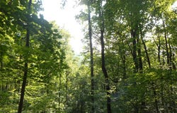 Rabbit Lane lot: 22&23, Franklin, NC 28734