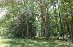 Hunterwood Drive lot: 101, Jasper, TX 75951
