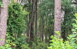 SE 1ST Avenue, Keystone Heights, FL 32656