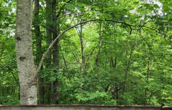Lot 18 Sassafras Ridge Road, Turtletown, TN 37391