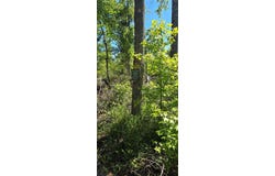 335 SE YEARLING ROAD, MAYO, FL 32066