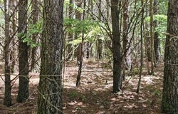 0 Sunset Rd, Spencer, TN 38585