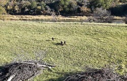 Lot 187 Wooded Acres Dr Drive, Mineral Wells, TX 76067