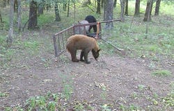 TBD Galloway  RD, Canehill, AR 72717