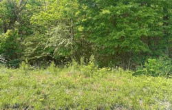3.78 Acres Alfest Blvd, Glencoe, AL 35903