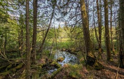 Lot 11 + 14.5a Juniper, Manistique, MI 49854