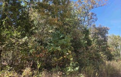 L-1, B-1 Northwood Drive, Highland, AR 72542