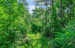 417 WALTER LN, Jefferson, TX 75687