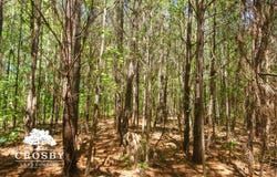 0 Dopson Road, Islandton, SC 29929