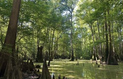 0 Merrrill Salem Road, Mclain, MS 39456