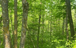 Tbd Dettbarn Rd., Lake Shore, MN 56468