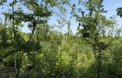 Shook Lane, DeWitt, AR 72042
