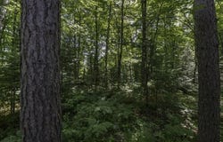 Pcl 31 MALLARD LANDING RD, Presque Isle, WI 54557