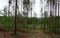 XXX Palmer Mountain Road, Caddo Gap, AR 71935