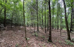 0 Saffold Road, Buckhead, GA 30625