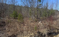 197 Moss Road, Lewis, NY 12950