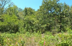 Roughleaf Road, Wright City, OK 74766