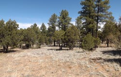 2214 Forest Park Drive, Overgaard, AZ 85933