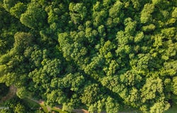 0 S Bogus Hollow Rd., Troy, TN 38260