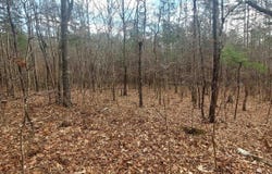 40.21 Acres County Road 239, Valley Head, AL 35989