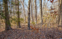 3335A REDD SHOP RD, FARMVILLE, VA 23901